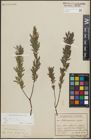 Foto von Salix repens subsp. rosmarinifolia (L.) Andersson